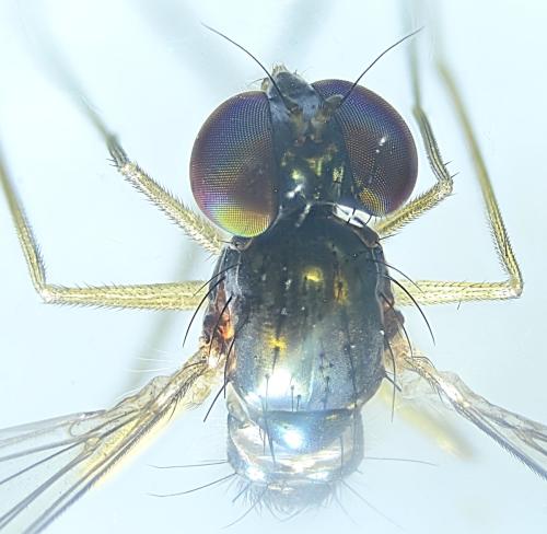 Réf. 345 595 : Sciapus pallens